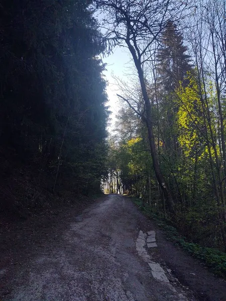 Bela Floresta Dia Primavera — Fotografia de Stock