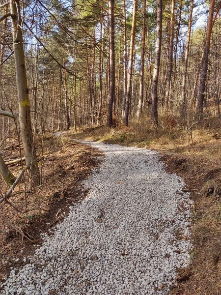 Weg Prachtig Bos Zonnige Dag — Stockfoto