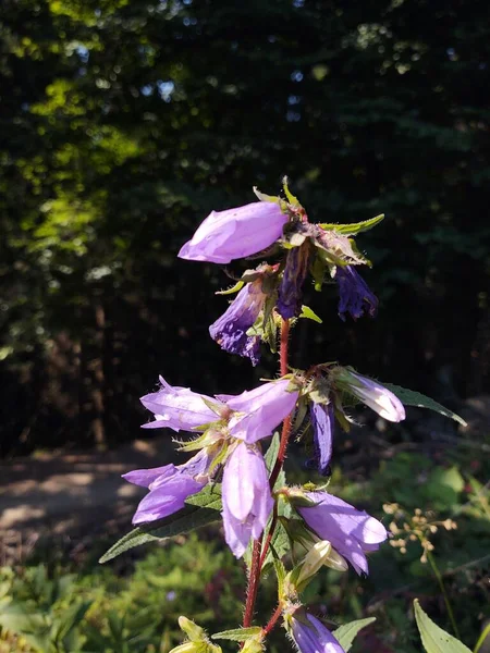 Krásný Botanický Záběr Květinami Přírodní Tapety — Stock fotografie