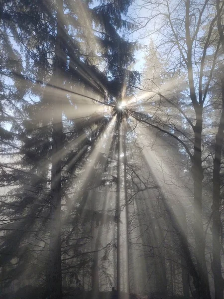 Schöner Wald Bei Sonnenuntergang — Stockfoto