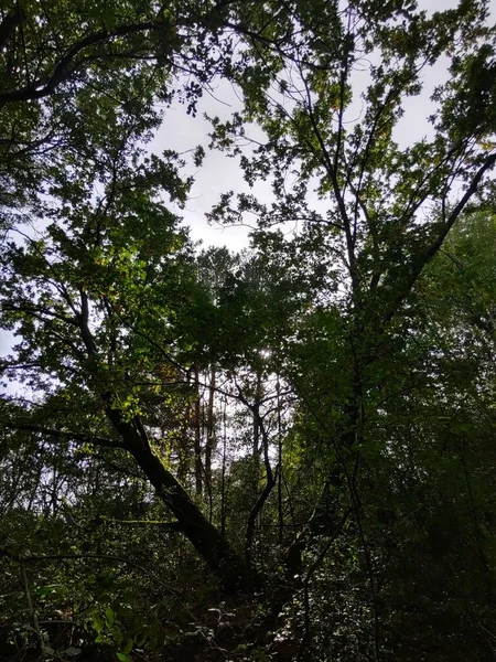 Bella Foresta Verde Giorno — Foto Stock