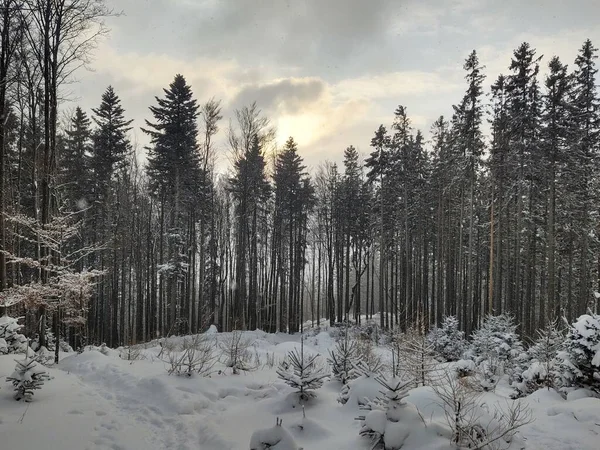 Kışın Güzel Karlı Orman — Stok fotoğraf