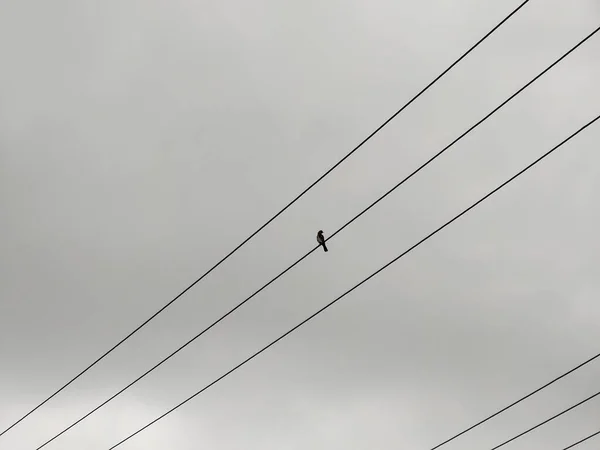 Pájaro Sentado Líneas Eléctricas Sobre Fondo Gris Del Cielo — Foto de Stock