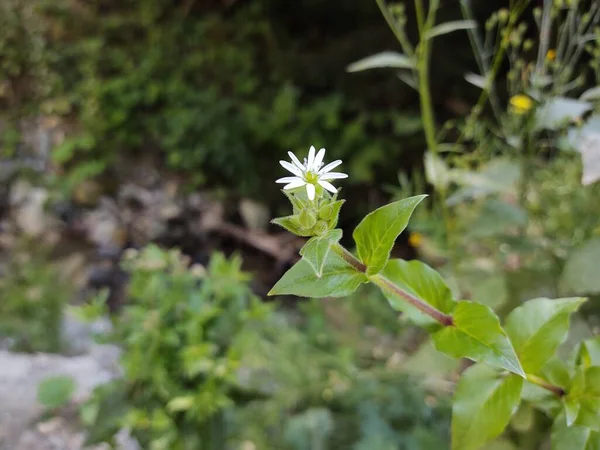 Красивый Белый Цветок Растет Зеленом Лесу — стоковое фото