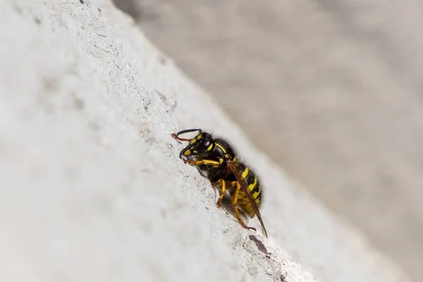 Close Wasp Stone Background — Stock Photo, Image