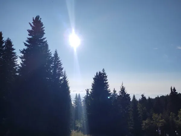 Vacker Utsikt Över Skogen Natur Bakgrund — Stockfoto