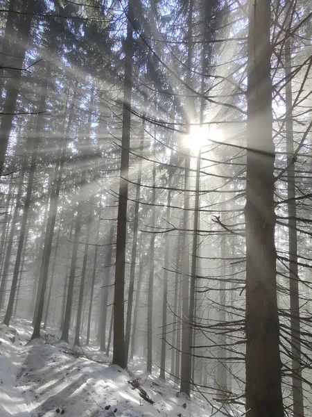 Hermoso Bosque Invierno Día Soleado — Foto de Stock