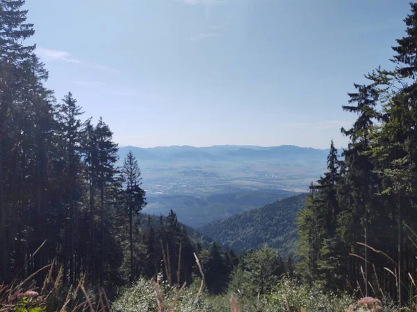 Πανέμορφο Ορεινό Τοπίο Δάση — Φωτογραφία Αρχείου