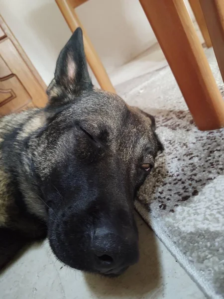 Dog Lying Floor Home — Stock Photo, Image