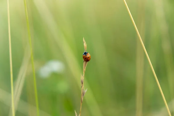 Close Van Lieveheersbeestje Groen Gras — Stockfoto