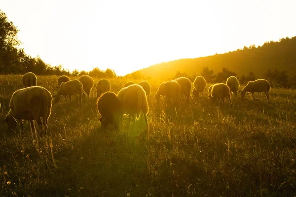 Mandria Pecore Pascolo Nel Prato Montagna — Foto Stock