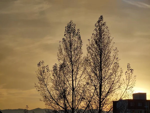 Widok Drzew Miasta Górach Zachodzie Słońca — Zdjęcie stockowe
