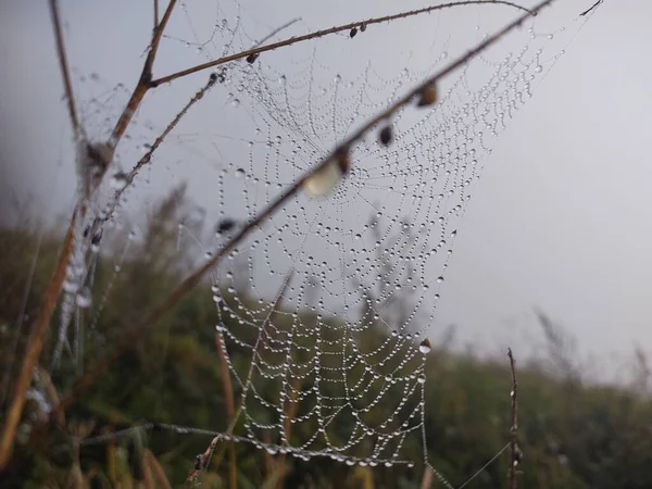 Gros Plan Toile Araignée Dans Forêt — Photo