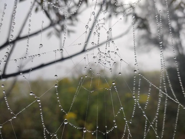 Close Spider Web Forest — Stock Photo, Image