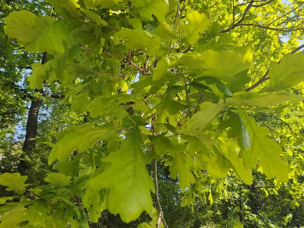 Groene Bladeren Aan Boom Het Bos — Stockfoto