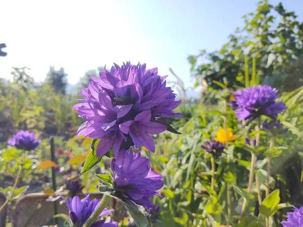 Vackra Blommor Trädgården Naturen Bakgrund — Stockfoto