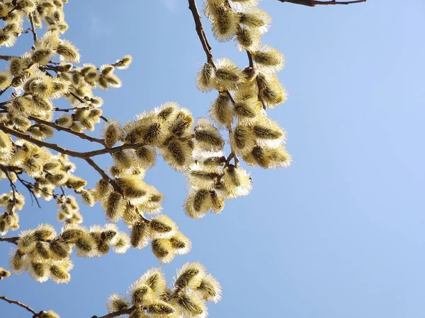봄철에 아름다운 나뭇가지 — 스톡 사진