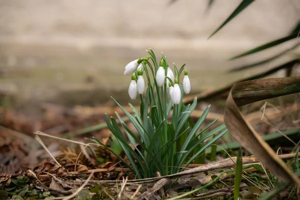 Весняні Квіти Снігу Лісі — стокове фото