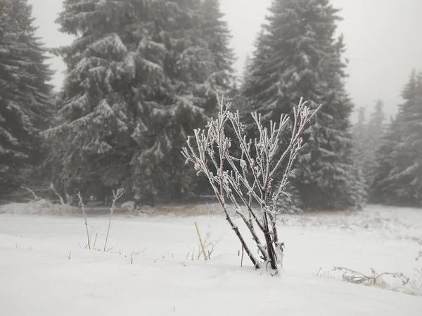 木々や霧が立ち並ぶ美しい冬の森 — ストック写真