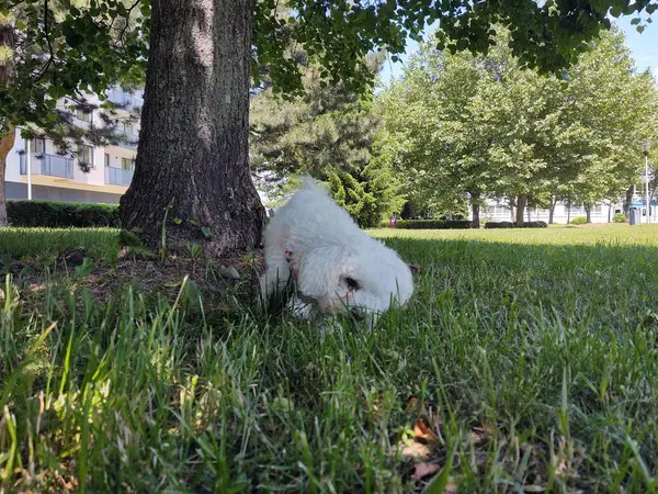 Roztomilý Pes Parku — Stock fotografie