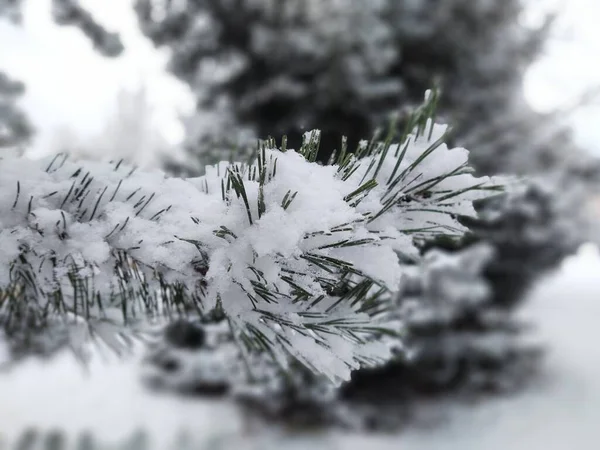 Ветви Деревьев Снегом Зимнем Лесу — стоковое фото