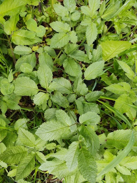 Ovanifrån Gröna Blad Skogen — Stockfoto