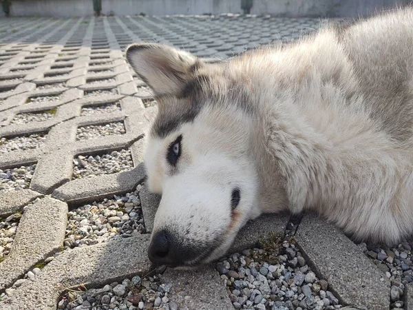 阳光明媚的日子 狗躺在人行道上 — 图库照片