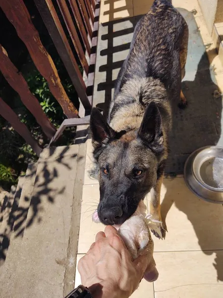 Schäferhund Mit Spielzeug Maul Der Nähe Von Haus — Stockfoto