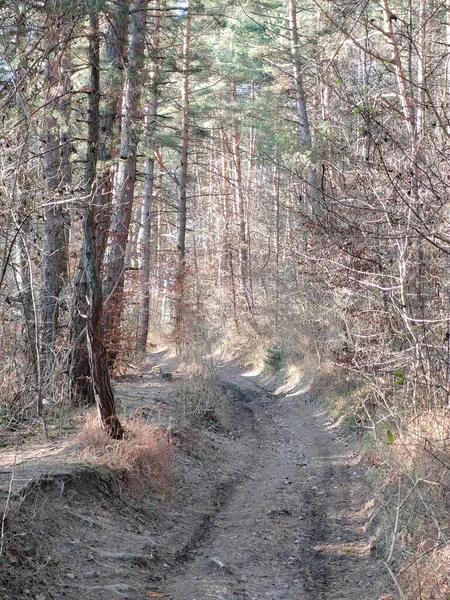 Beautiful Forest Sunny Day — Stock Photo, Image