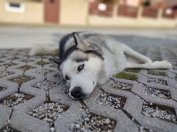 町の舗装路に犬が寝そべって — ストック写真