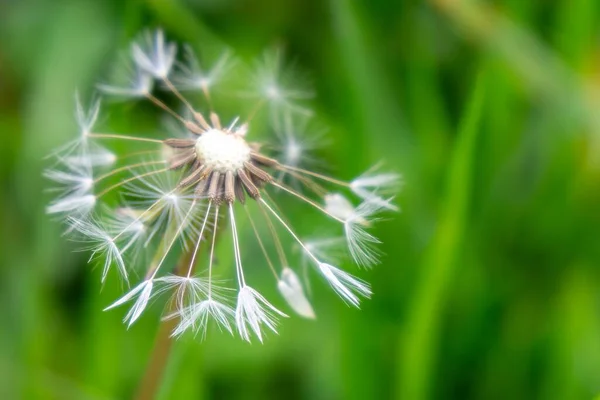 Maskros Blomma Grön Bakgrund — Stockfoto