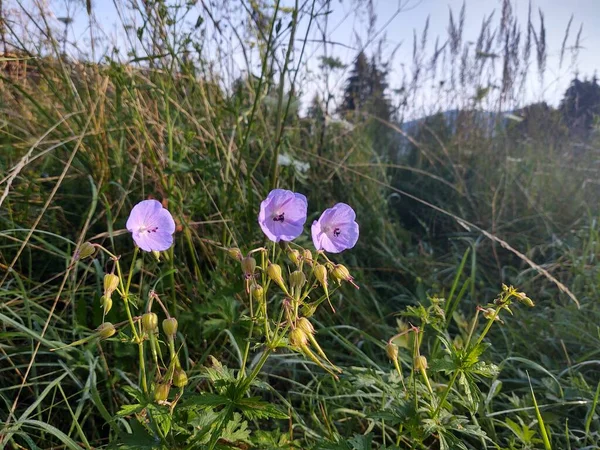 緑の牧草地で美しい花 — ストック写真
