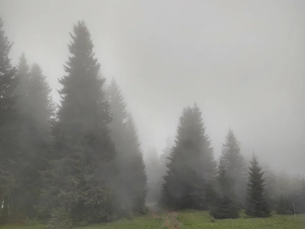 Foggy Matin Dans Forêt Montagne — Photo