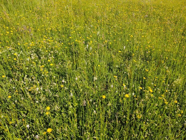Belles Fleurs Jaunes Dans Prairie Verte — Photo