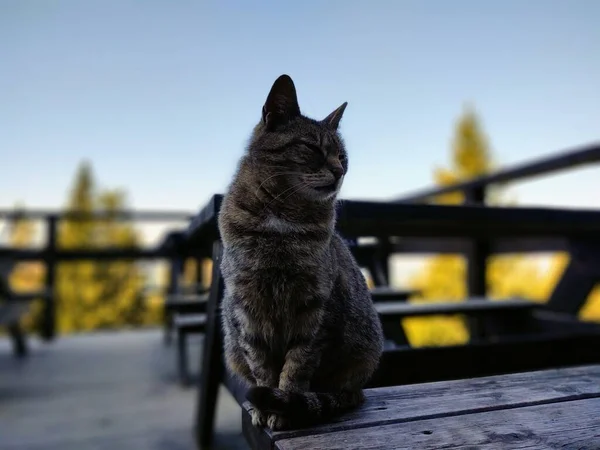 Kočka Dřevěné Lavičce Terase — Stock fotografie