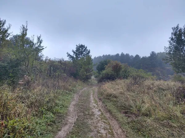 Beau Paysage Avec Forêt Sentier — Photo