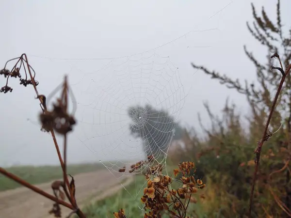 Közel Spider Web Természetben — Stock Fotó
