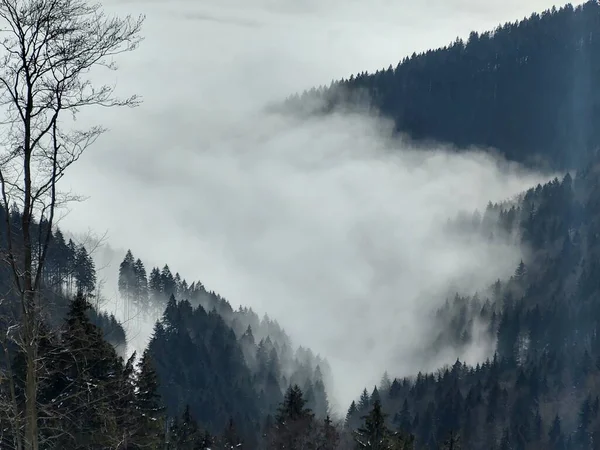 多雾的早晨 在森林的高山上 — 图库照片