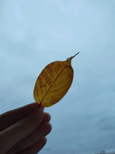 손으로 배경에 나뭇잎을 — 스톡 사진