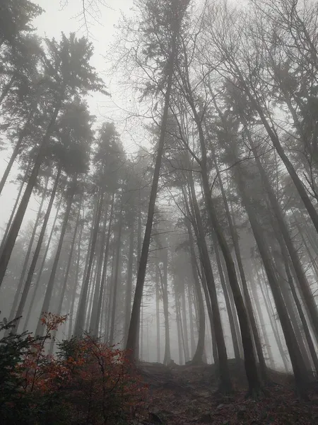 Таємничий Осінній Ліс Туманний Час — стокове фото