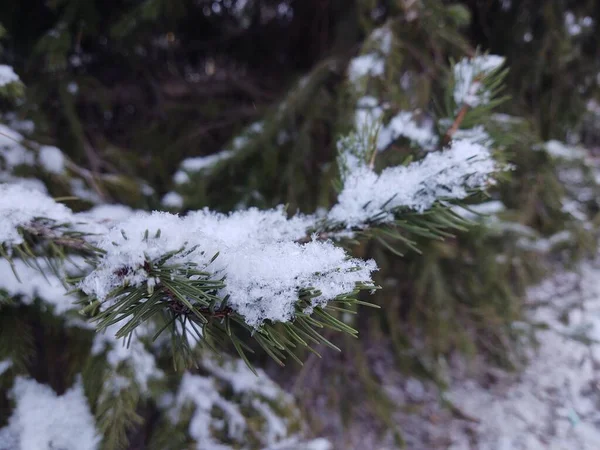 Çam Ağacının Dalları Karla Kaplıydı — Stok fotoğraf