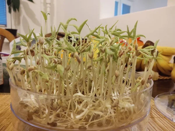 若い植物の新鮮な緑の芽 — ストック写真
