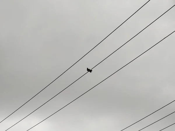 Gri Gökyüzü Arka Planında Elektrik Hatlarında Oturan Kuş — Stok fotoğraf