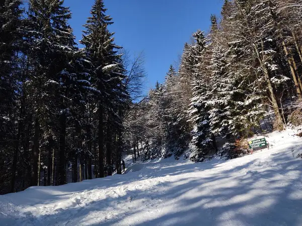 Hermoso Bosque Invierno Día Soleado —  Fotos de Stock