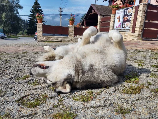 Hund Liegt Auf Gehweg Der Stadt — Stockfoto