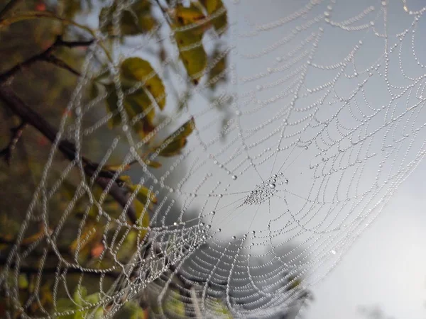 Gros Plan Toile Araignée Dans Forêt — Photo