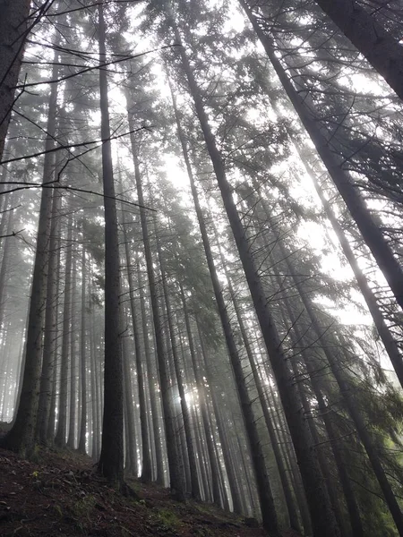 Belle Vue Sur Forêt Sur Fond Nature — Photo