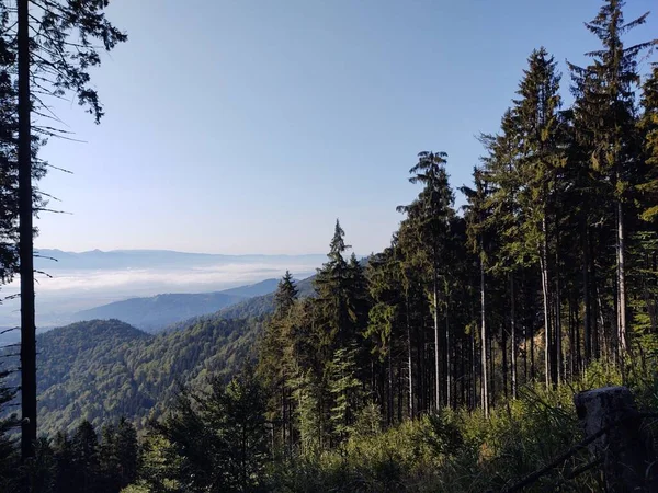 Hermoso Paisaje Montaña Con Bosque —  Fotos de Stock