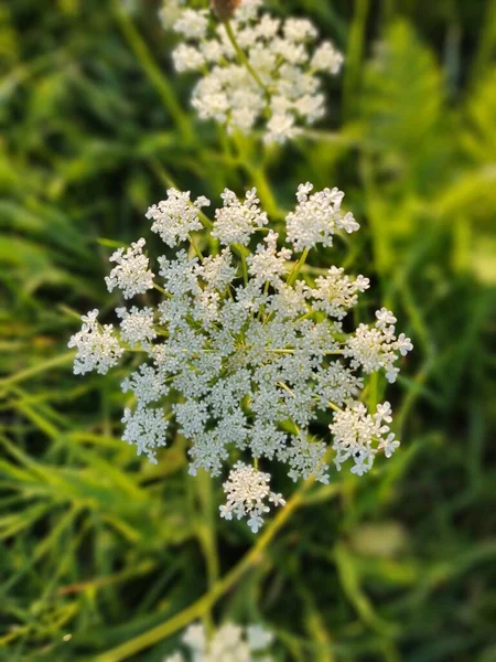 Weiße Blumen Grünen Gras — Stockfoto