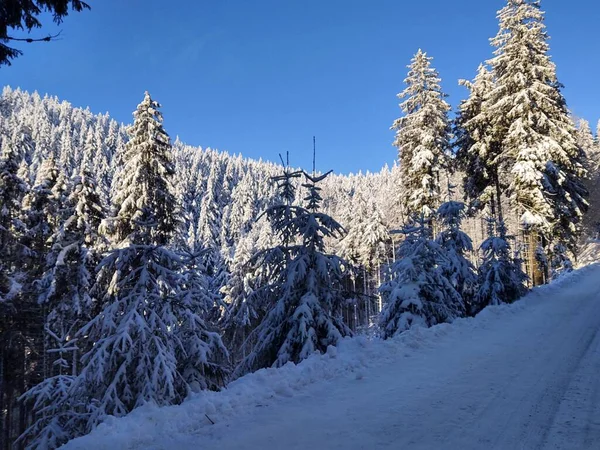 Winterlandschaft Mit Wegen Und Schneebedeckten Bäumen — Stockfoto